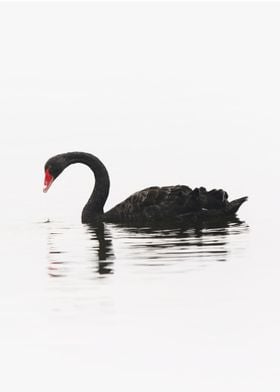 Black swan