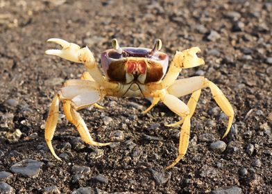 Crab