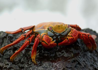 Crab