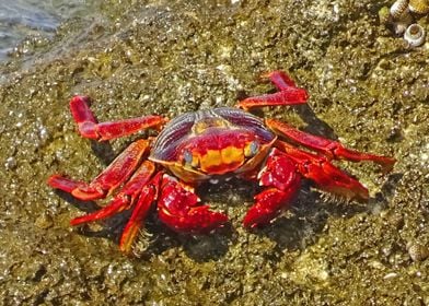 Crab