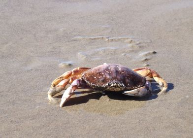 Crab