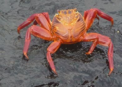 Crab