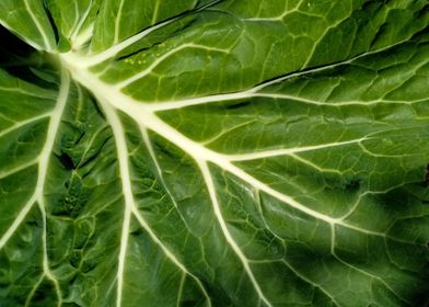 Collard leaf