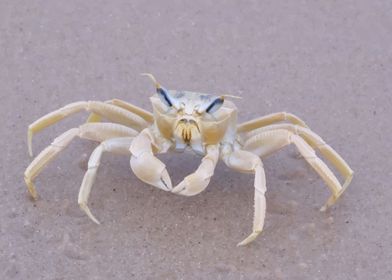 Crab