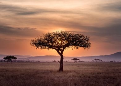 Lonely Tree by Sunset