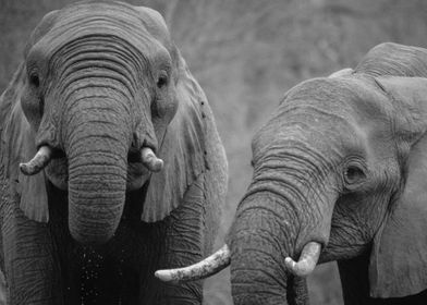 Animals African elephants