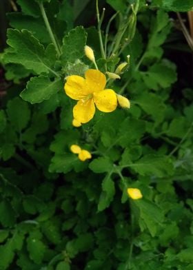 Greater celandine flower