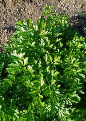 Parsley in a vegetable gar