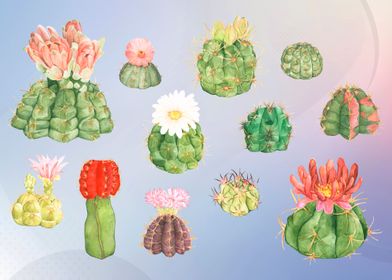 Desert cactus flower