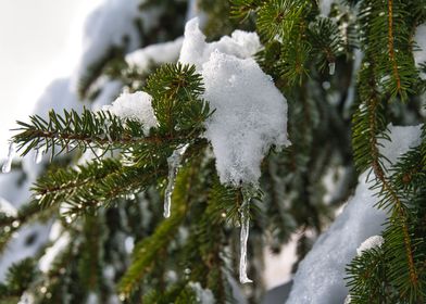 Snow melting on pine