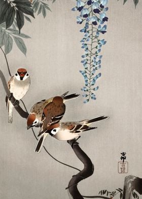 Ring sparrows at wisteria