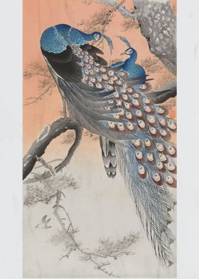 Japanese peacocks