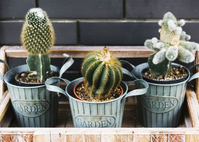 cactus in garden pots