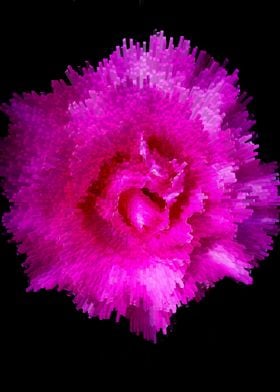 Abstract magenta rose