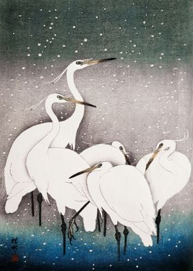 Japanese Egrets
