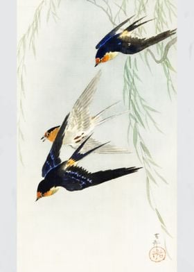 Japanese swallows