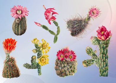 Vintage cactus flowers