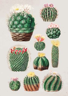 Vintage cacti