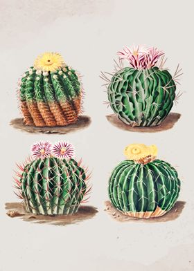 Vintage cactus