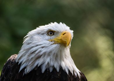 Bald Eagle Looks Sideways