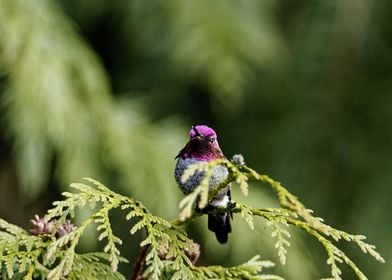 Hummingbird looking at me