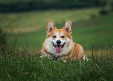 Corgi poster 