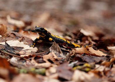 Fire Salamander