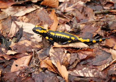 Fire Salamander From Above