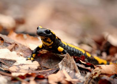 Fire Salamander Close