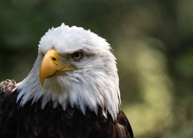 Bald Eagle side pose 