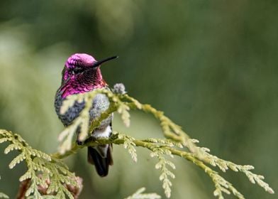 Anna Hummingbird male