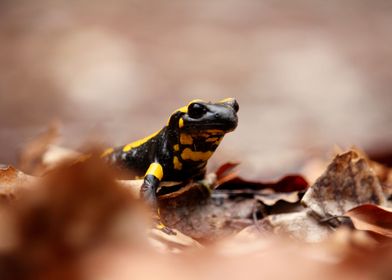 Fire Salamander Closeup