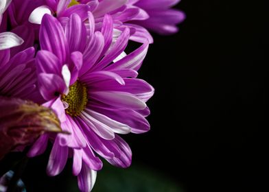 Pink Aster flowers