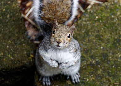 Begging Grey Squirrel 