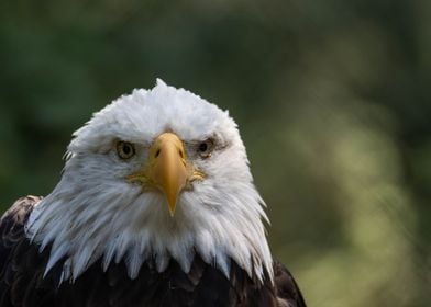 Bald Eagle Looking at you