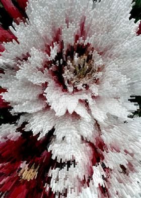 White red Chrisanthemums