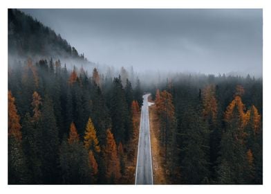 Road through forest