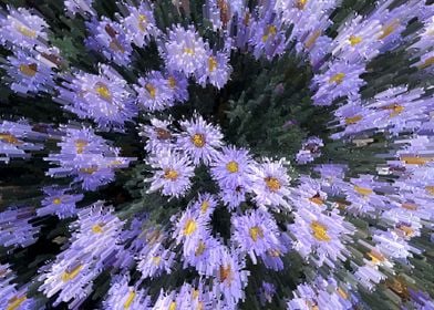 Abstract Purple Daisies