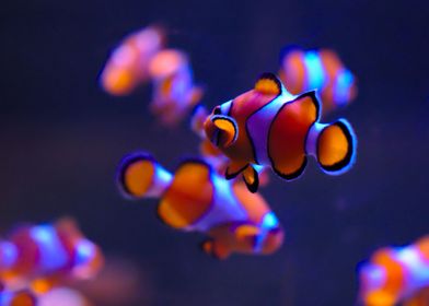 animals Clown fish Ocean