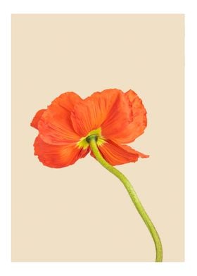 Aesthetic flower orange