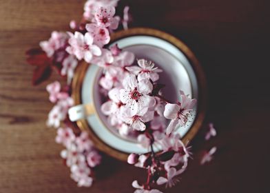 peach blossom in flower