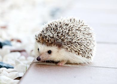 hedgehog cute tan