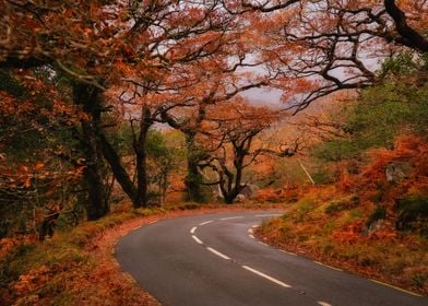 Mountain road bend