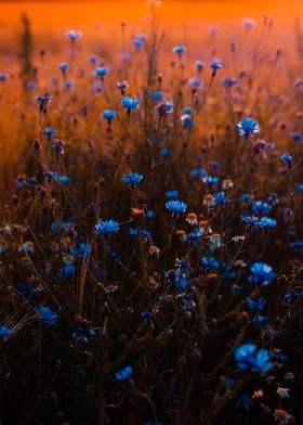 xuyen chi blue flower