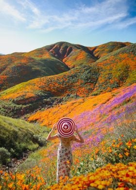 Elsinore Poppy Blooms