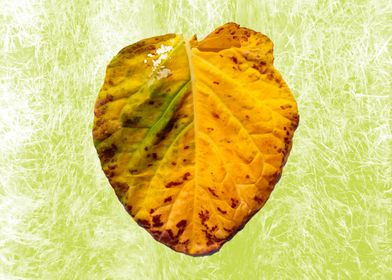 Old collard leaf