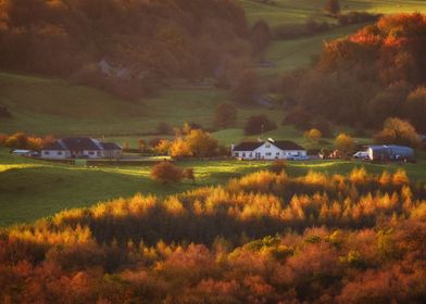 among fiery larch trees