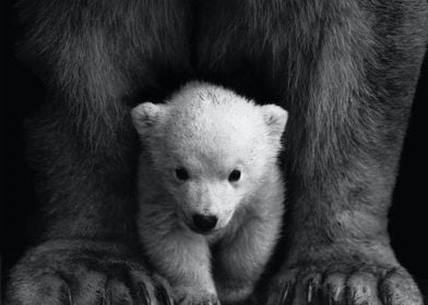 little Bear