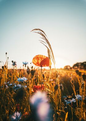 field flower orange