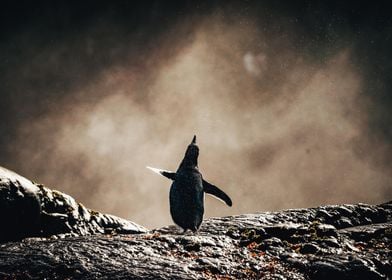 Penguin of Antarctica